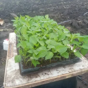 Drip Irrigation Dam Expect