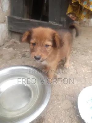 1-3 months Male Mixed Breed Basenji