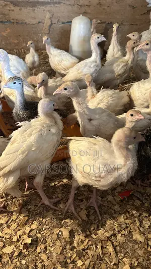Brooded Turkeys