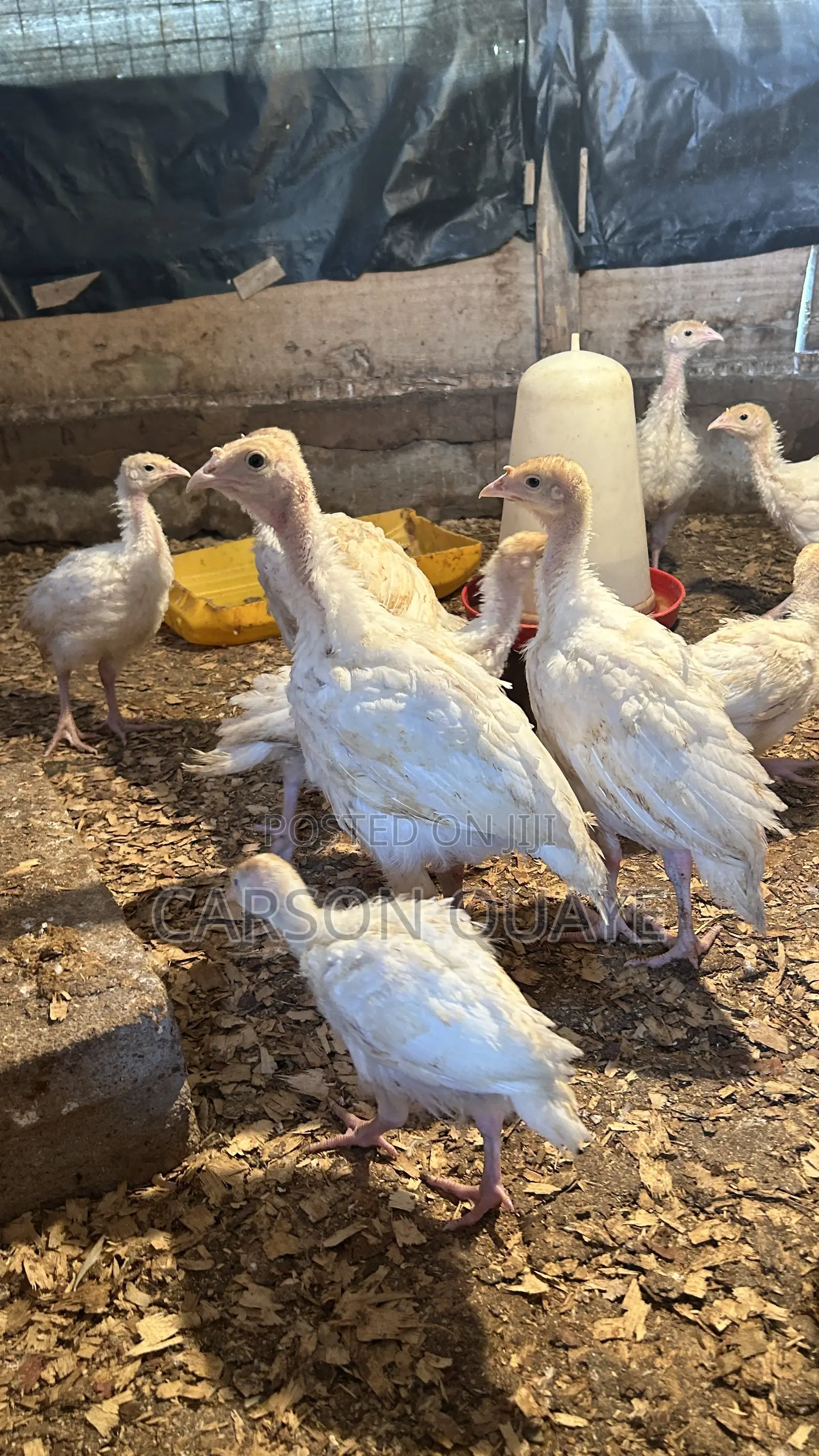 Brooded Turkeys