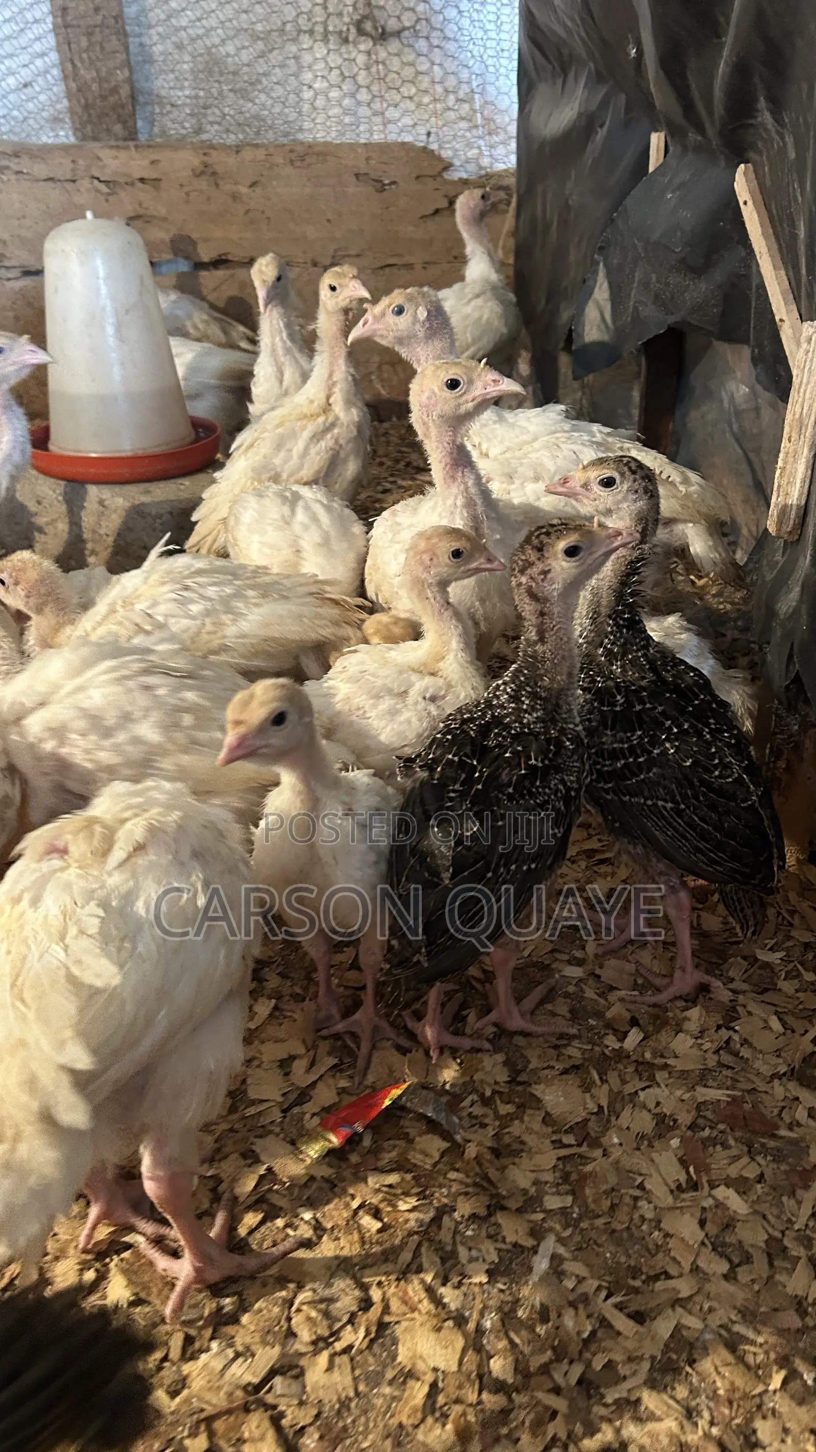 Brooded Turkeys