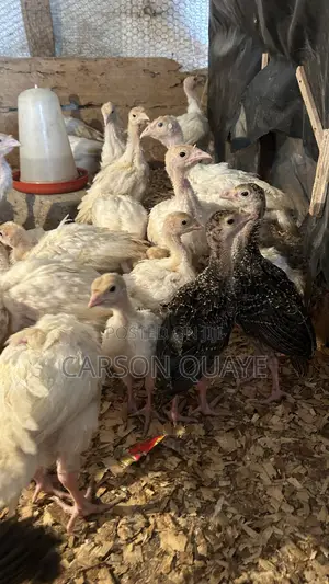 Brooded Turkeys