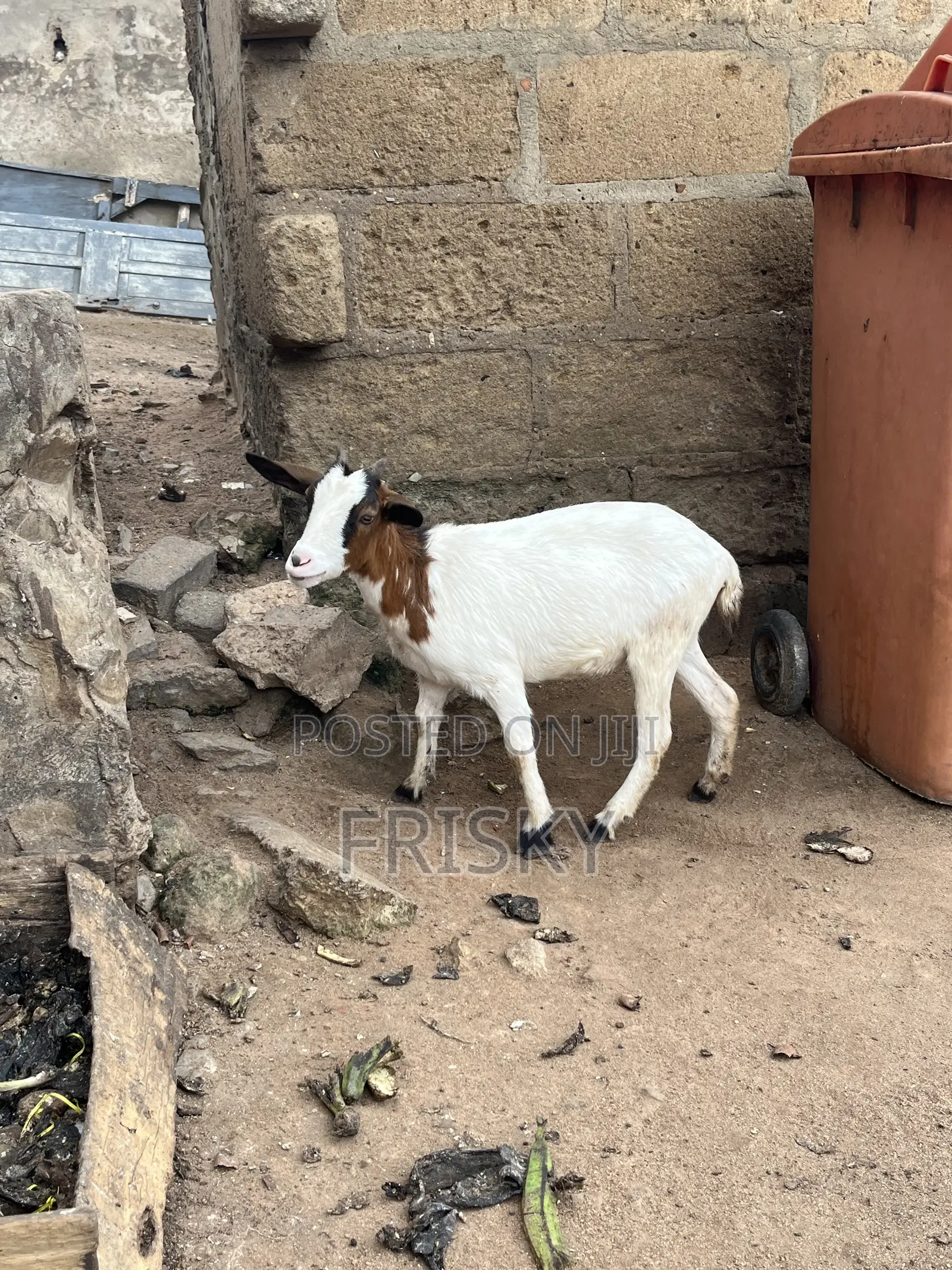 Female Goat