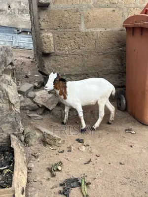 Female Goat
