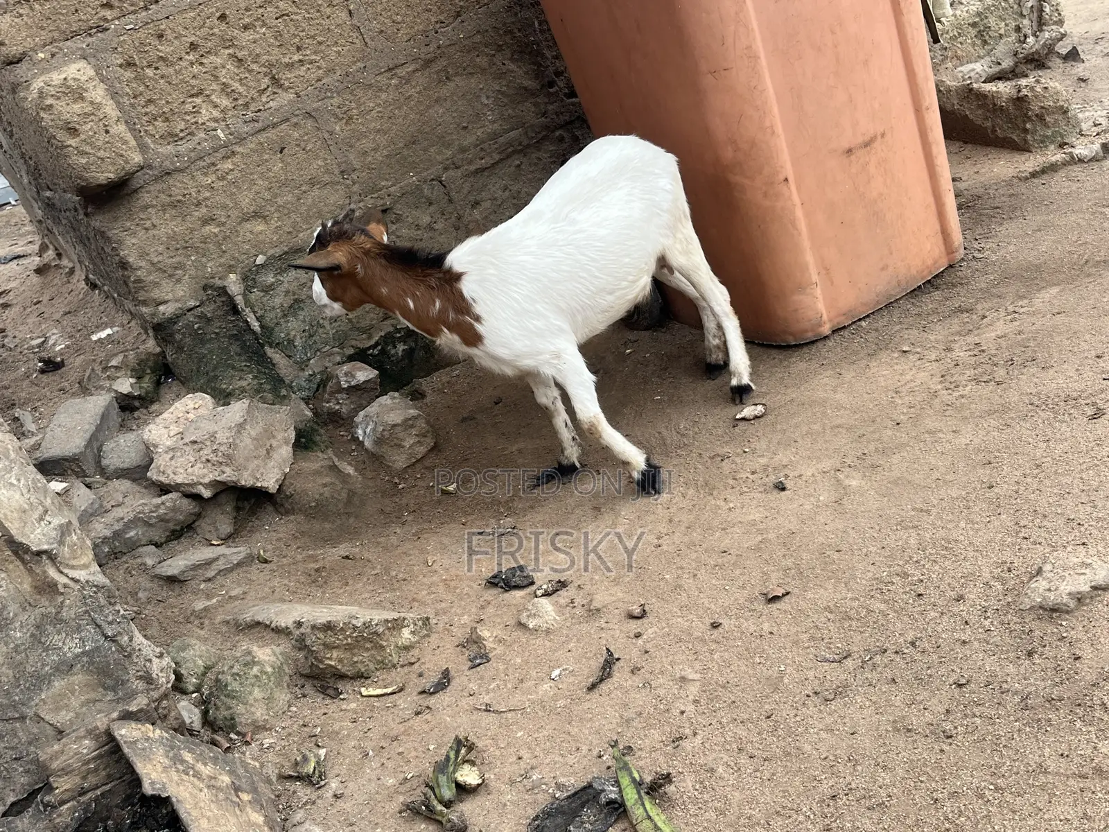 Female Goat