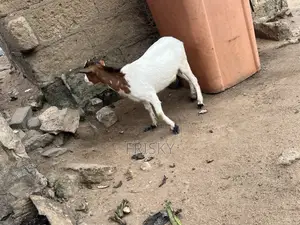 Female Goat