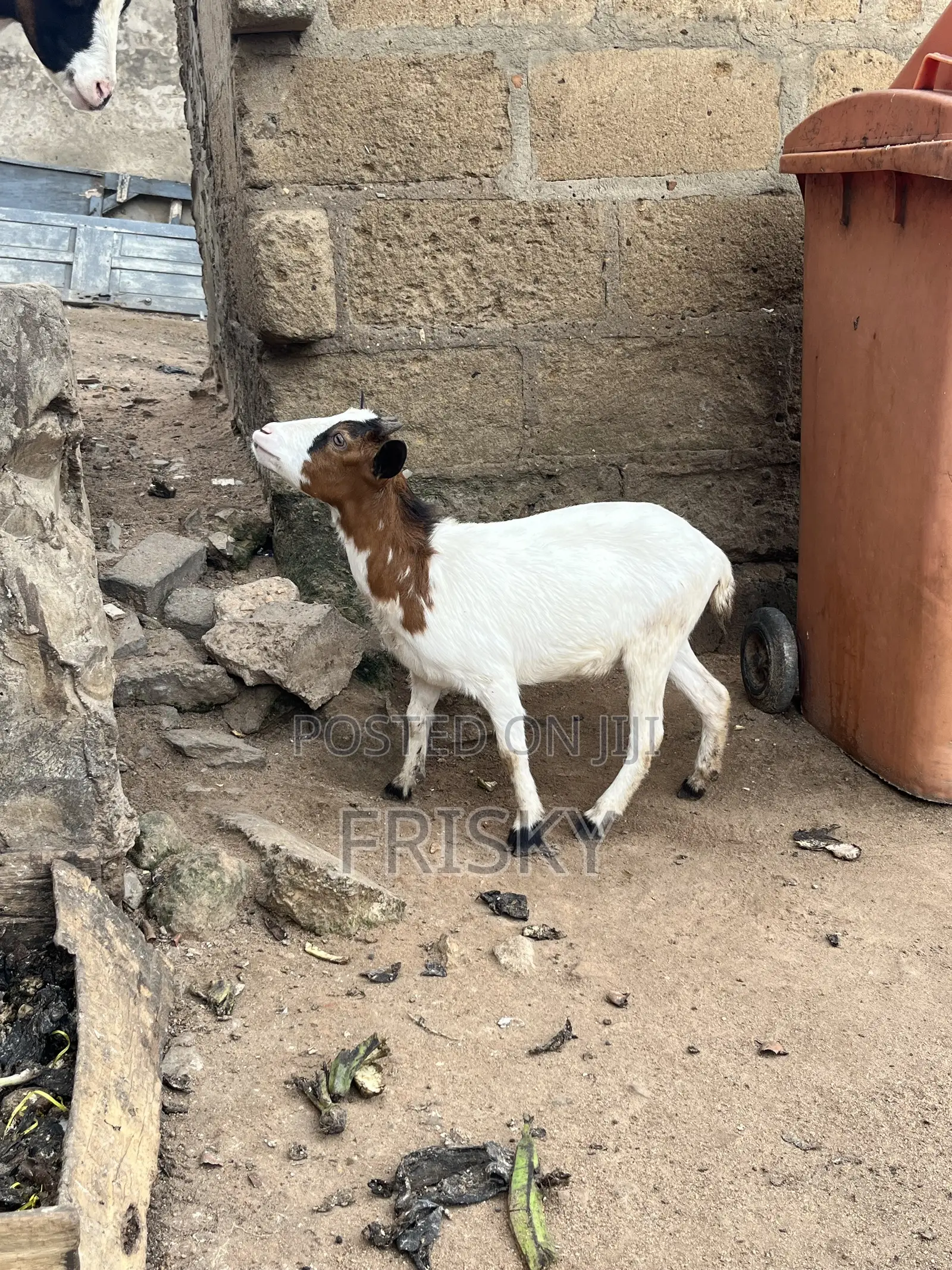 Female Goat