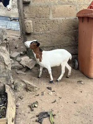Female Goat