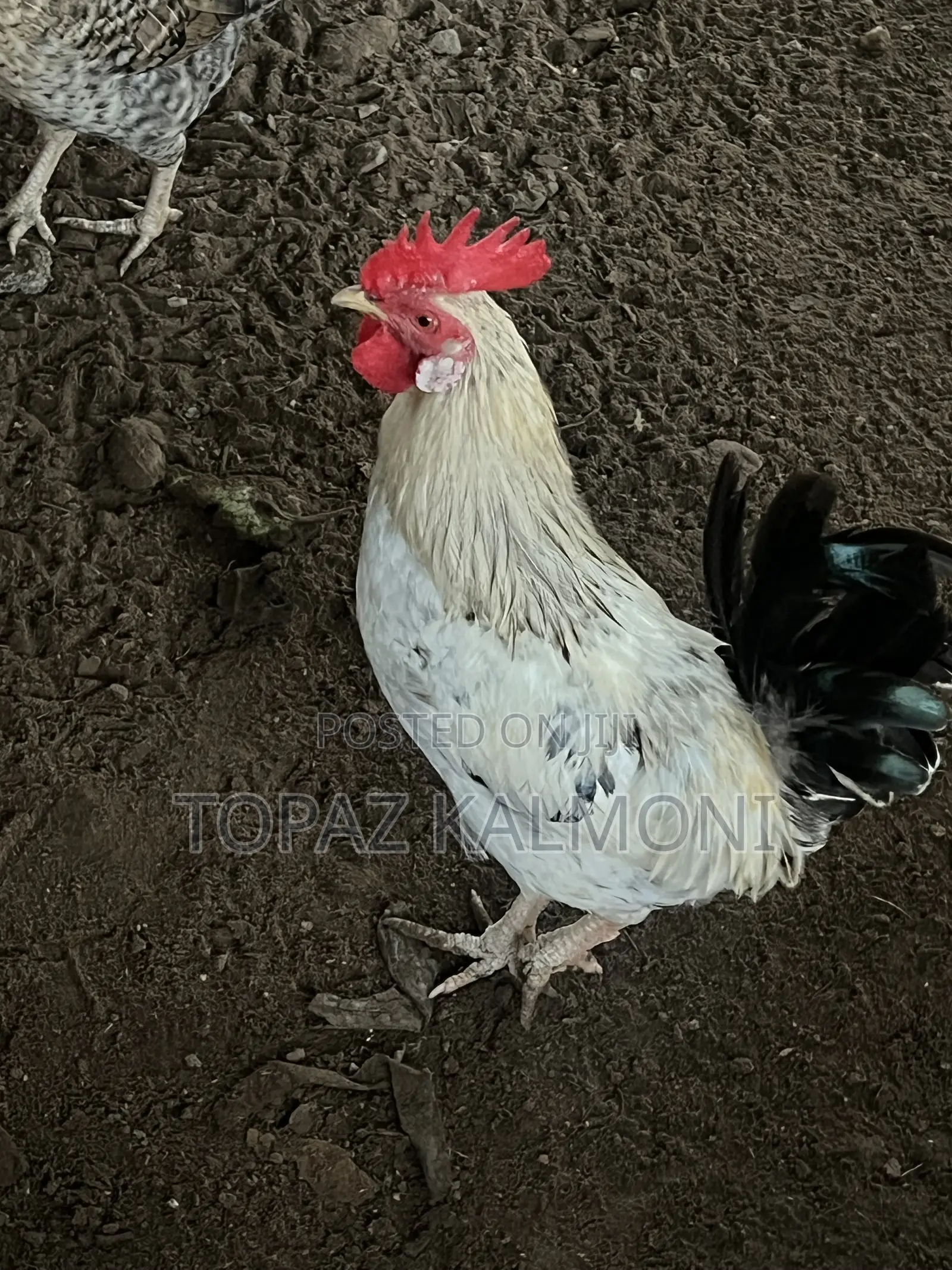 Organic Local Chickens