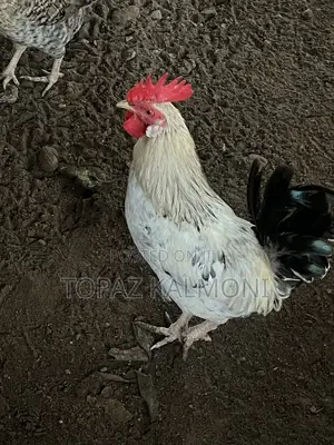 Organic Local Chickens