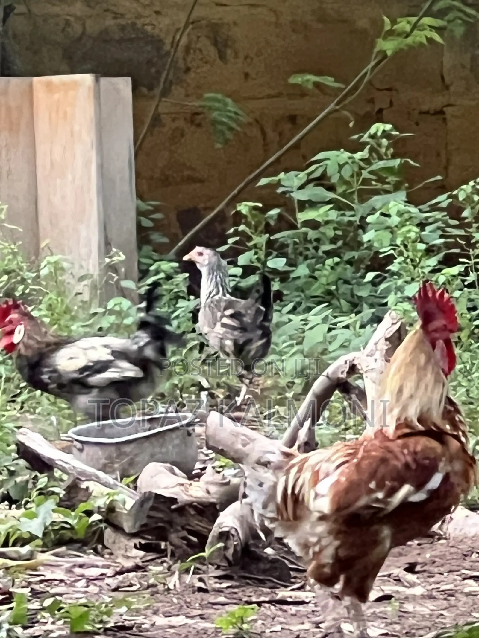Organic Local Chickens