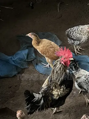 Organic Local Chickens