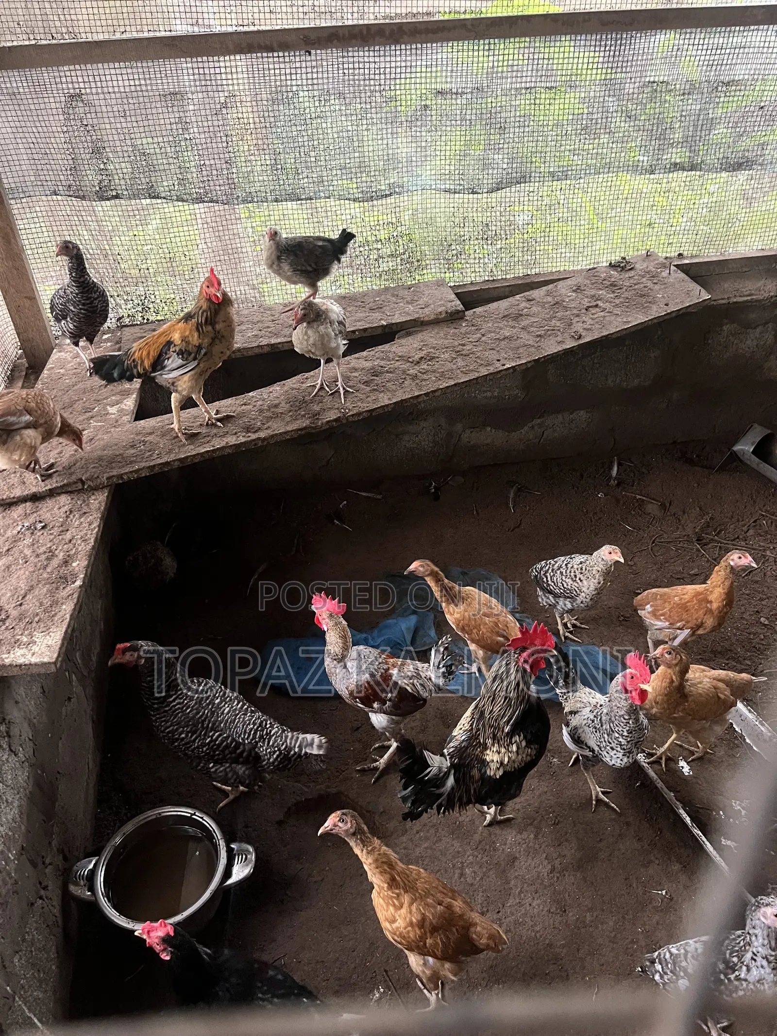 Organic Local Chickens
