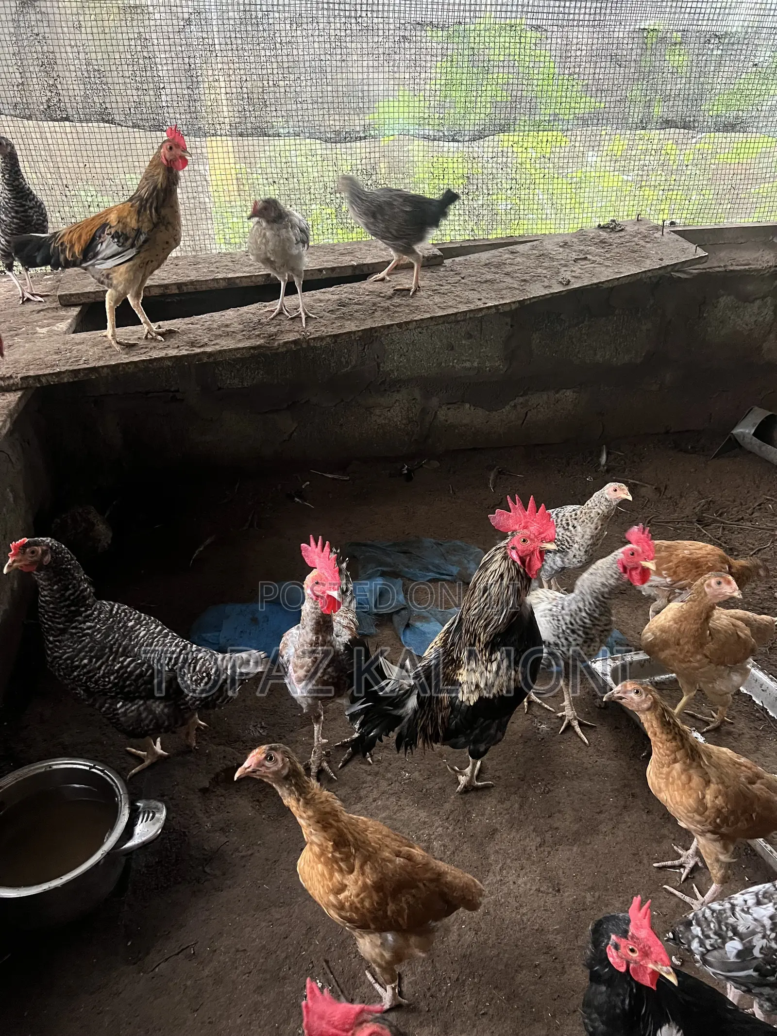 Organic Local Chickens