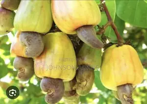 Cashew Farm for Sale