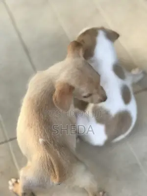 1-3 months Female Mixed Breed Dog