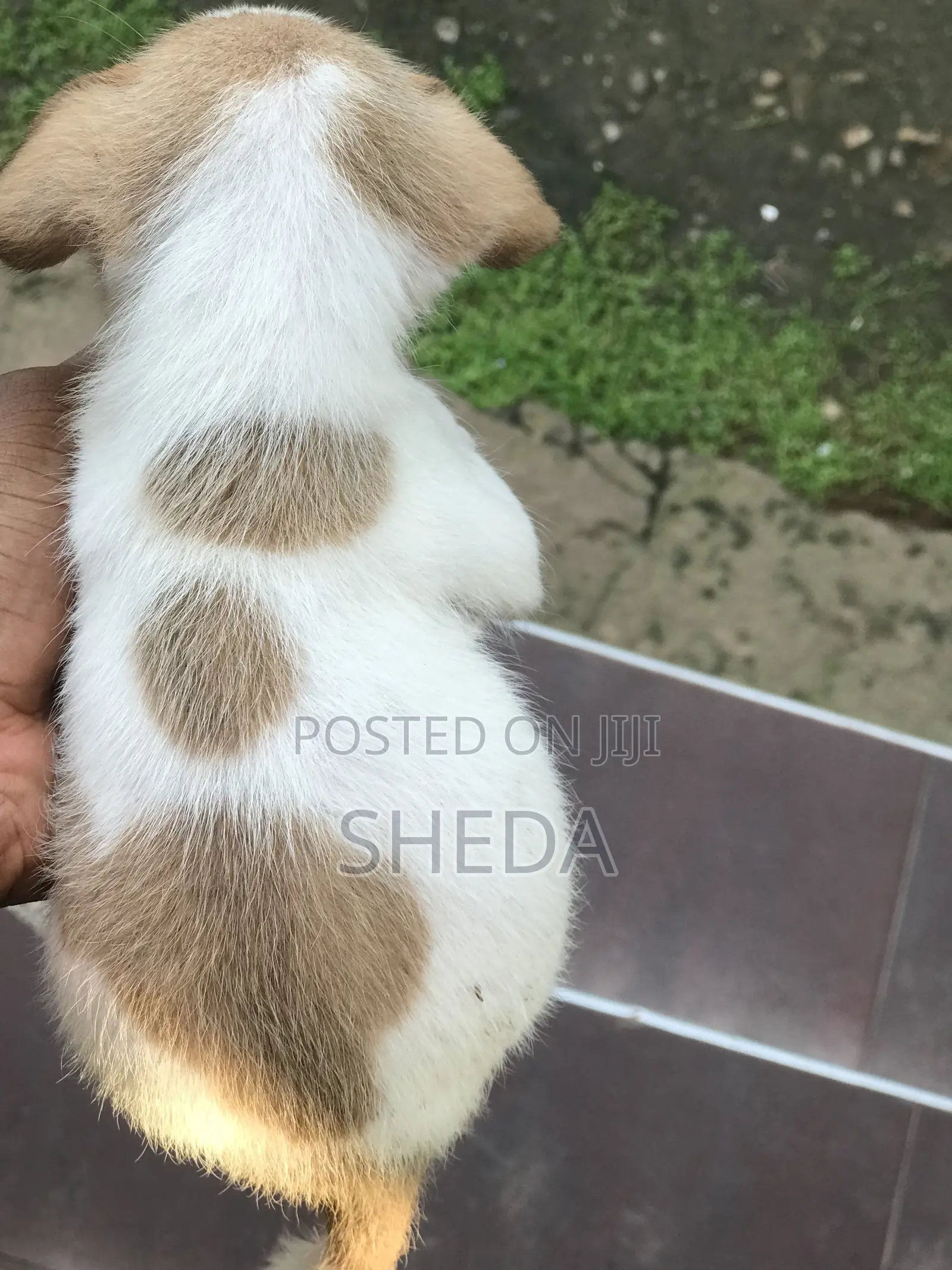 1-3 months Female Mixed Breed Dog