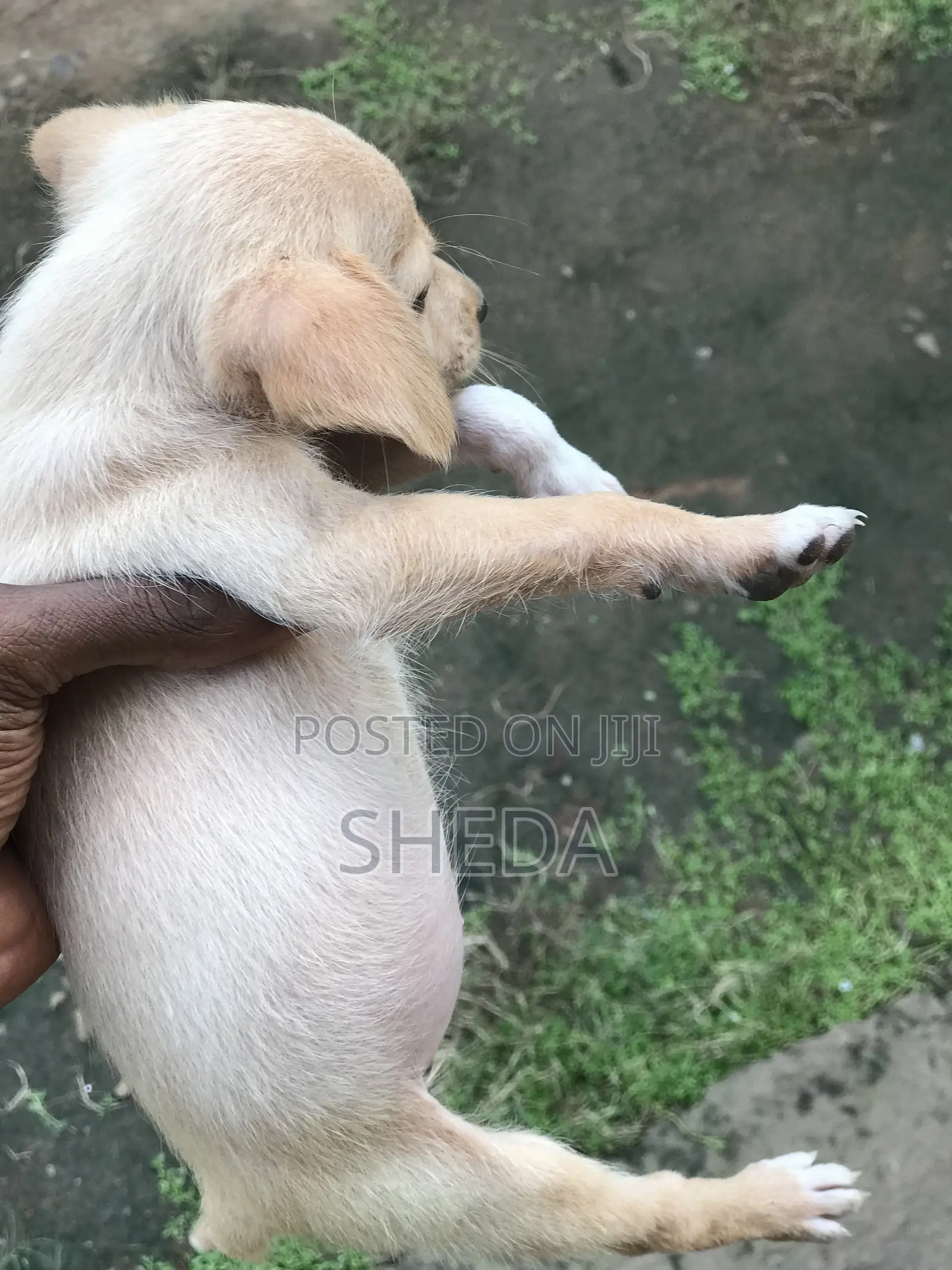 1-3 months Female Mixed Breed Dog