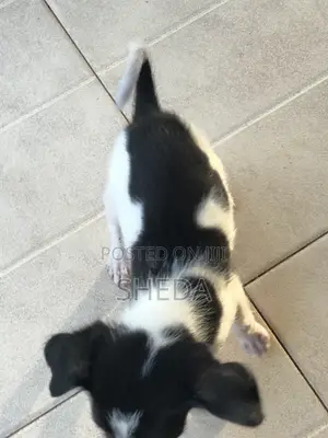 1-3 months Female Mixed Breed Dog