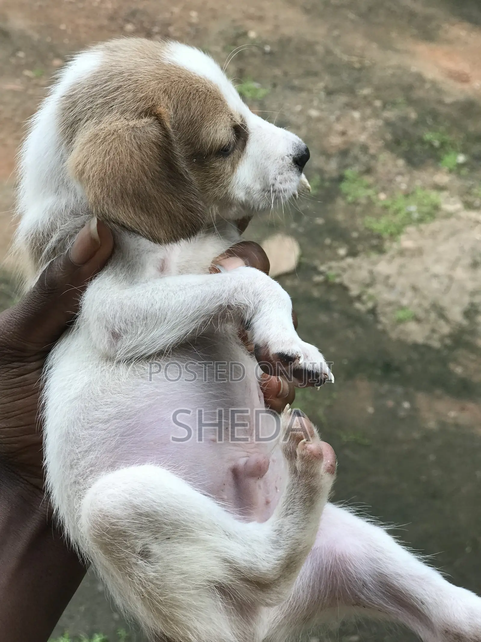1-3 months Female Mixed Breed Dog