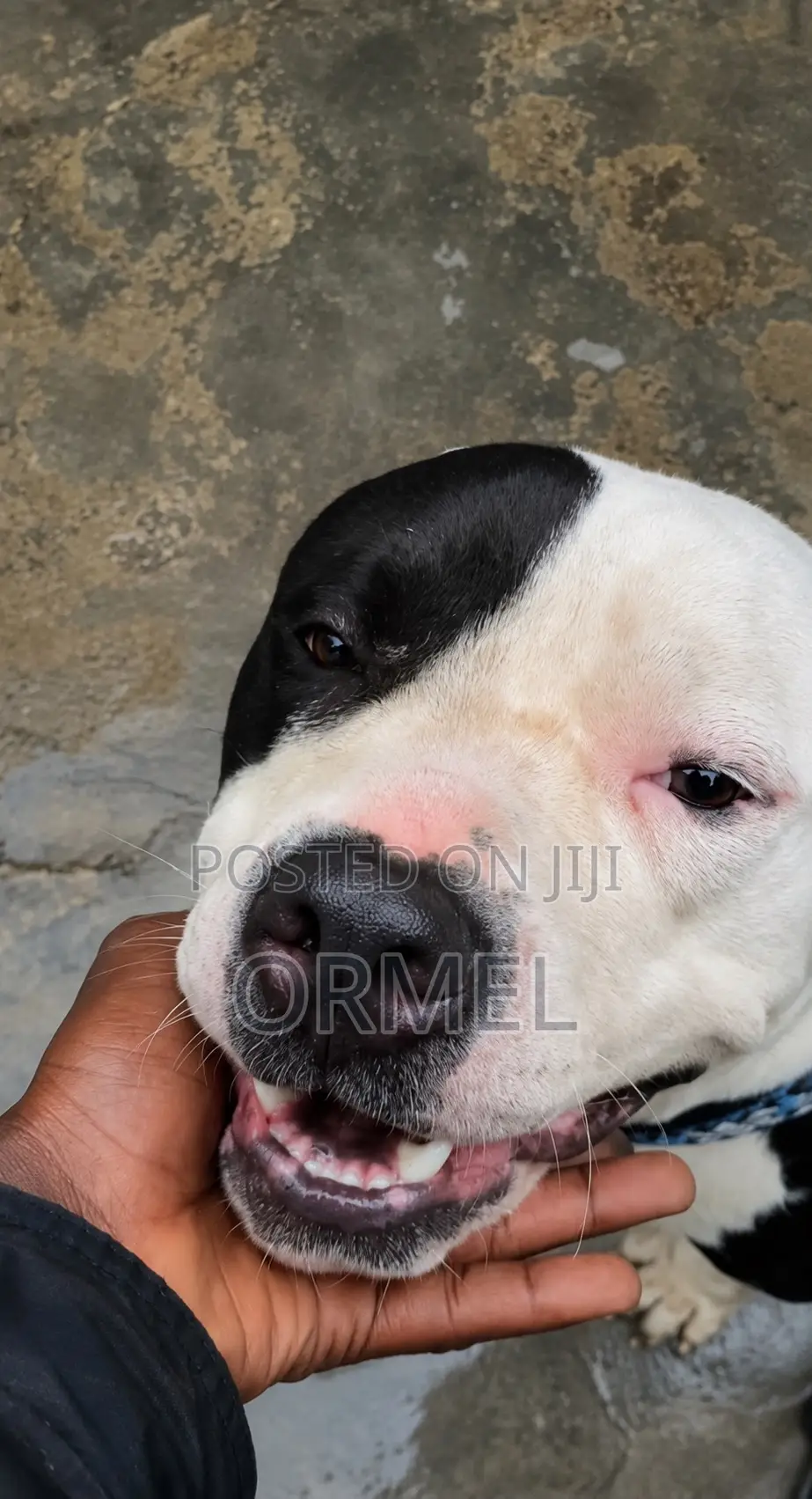 1+ year Male Purebred American Bully