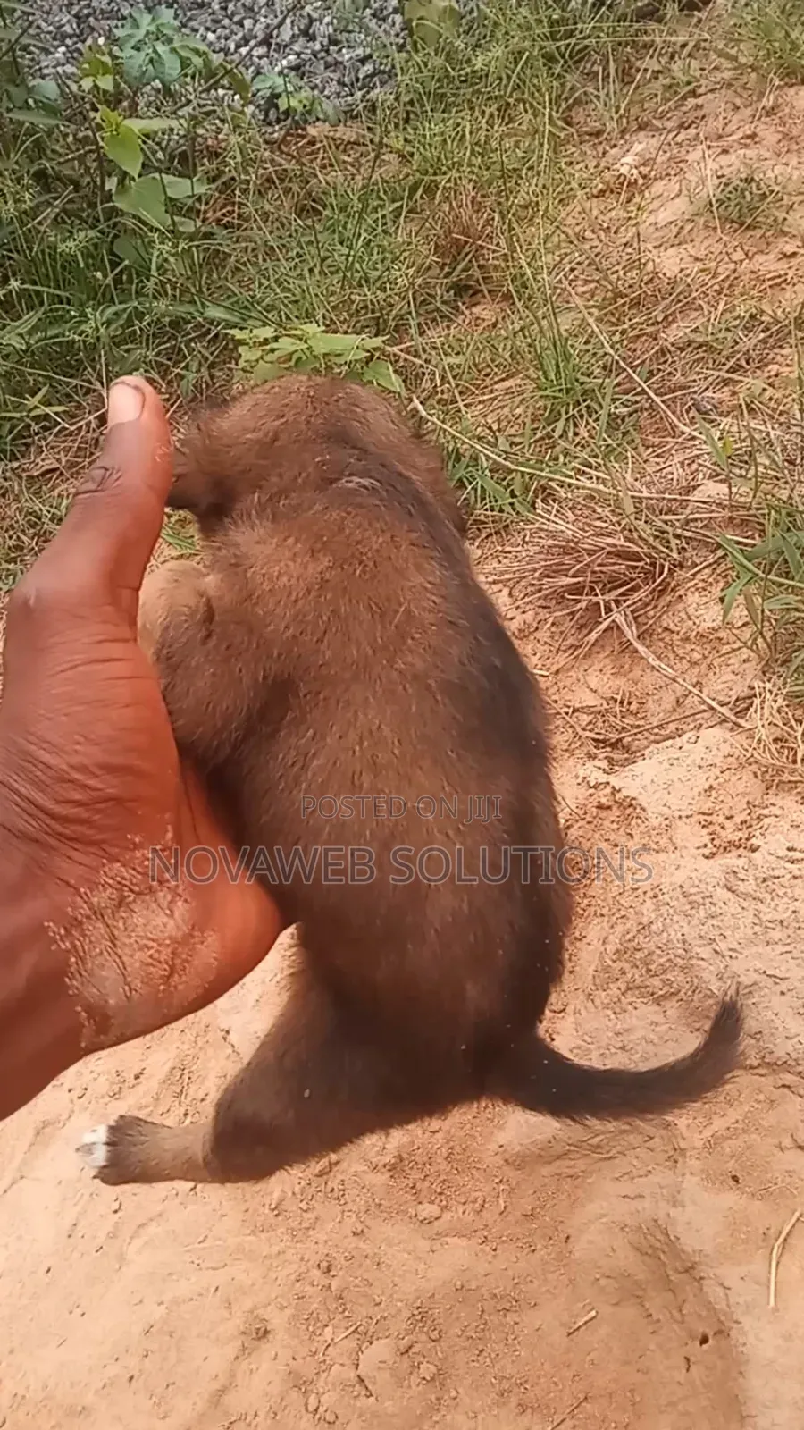 1-3 months Female Mixed Breed Dog
