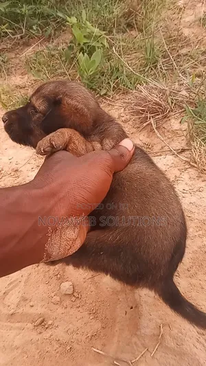 1-3 months Female Mixed Breed Dog
