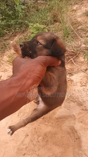 1-3 months Female Mixed Breed Dog