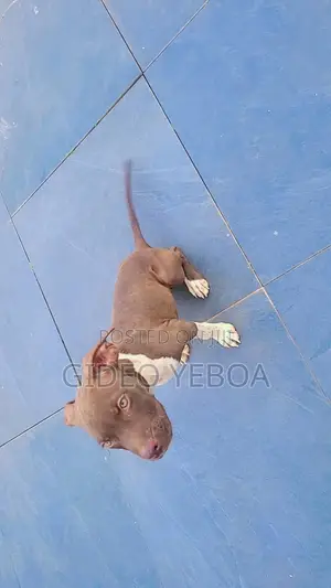 3-6 months Male Purebred American Pit Bull Terrier