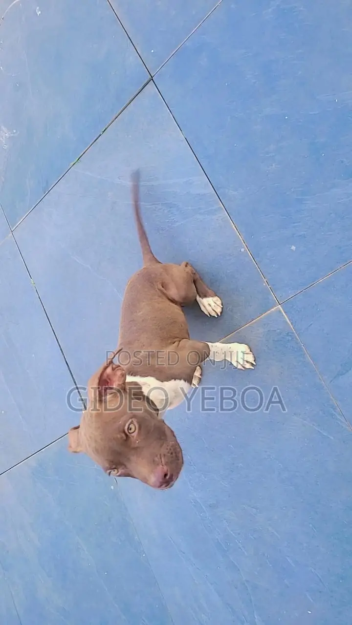 3-6 months Male Purebred American Pit Bull Terrier