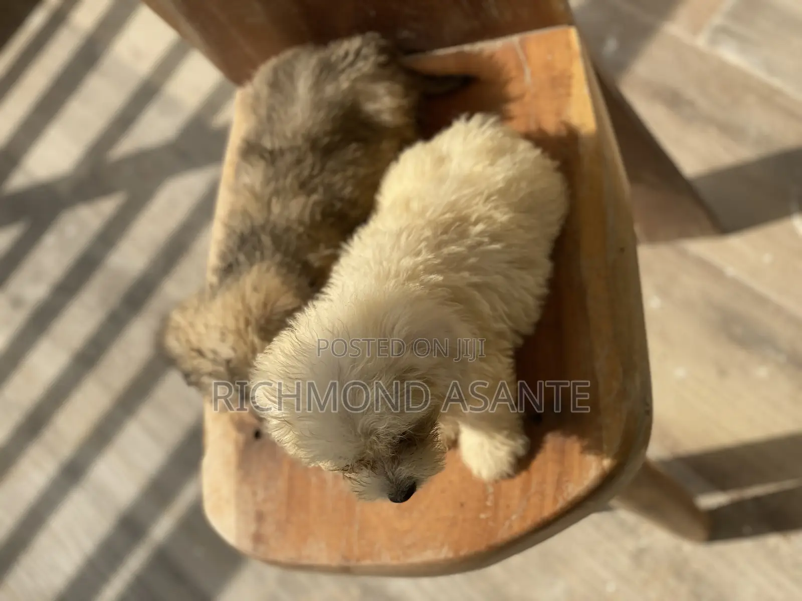 1-3 months Male Purebred Poodle
