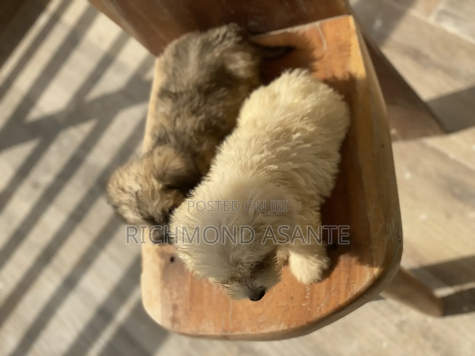 1-3 months Male Purebred Poodle