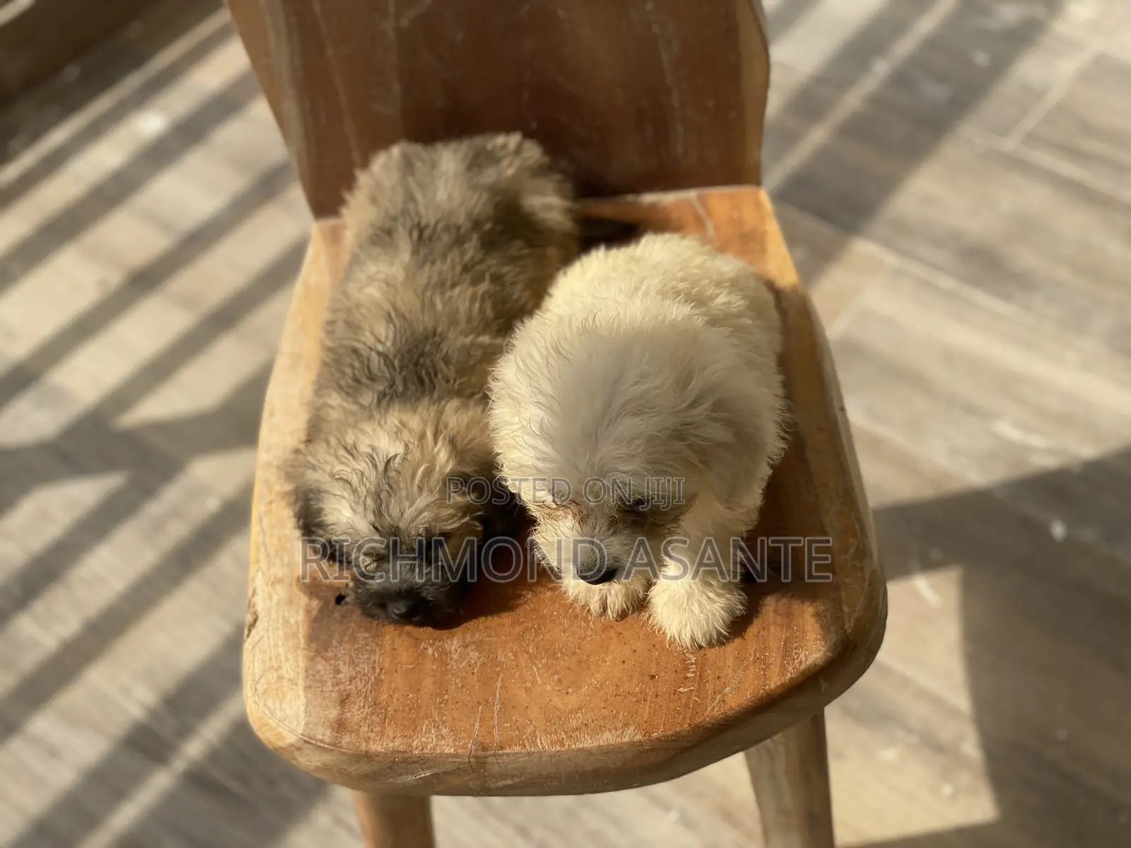 1-3 months Male Purebred Poodle