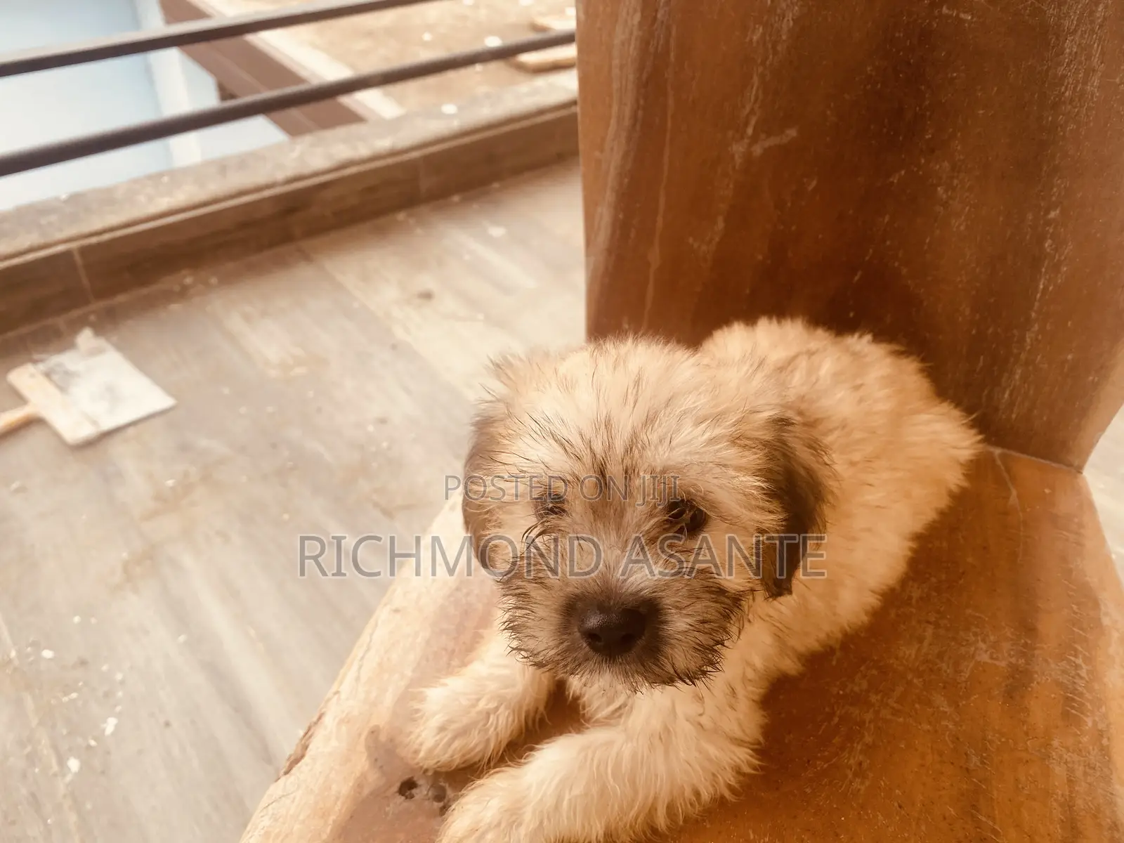 1-3 months Male Purebred Poodle