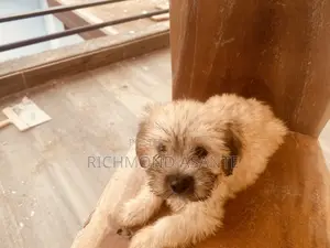 1-3 months Male Purebred Poodle