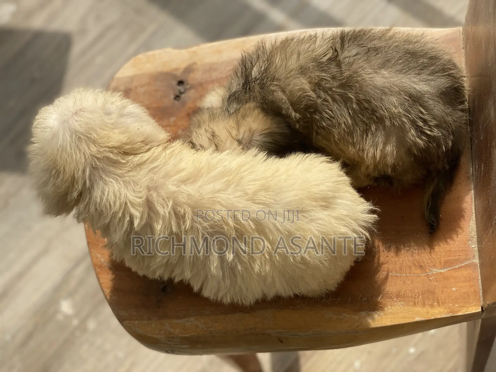 1-3 months Male Purebred Poodle