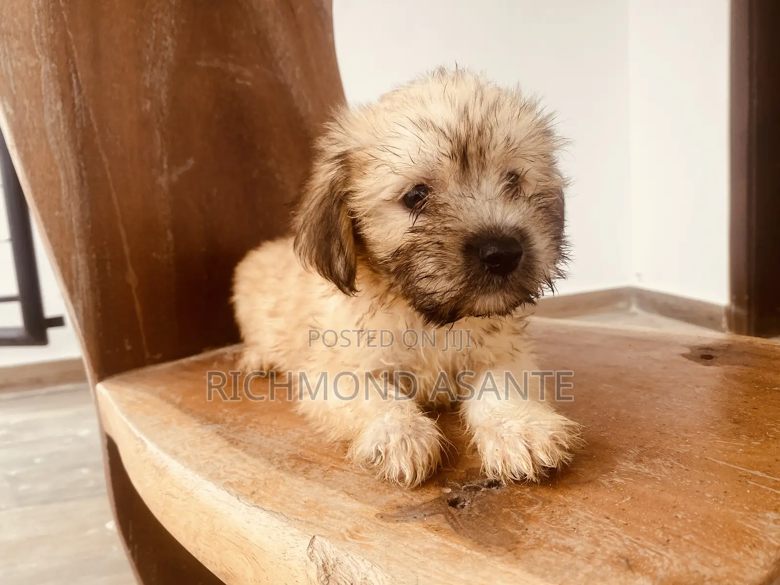 1-3 months Male Purebred Poodle