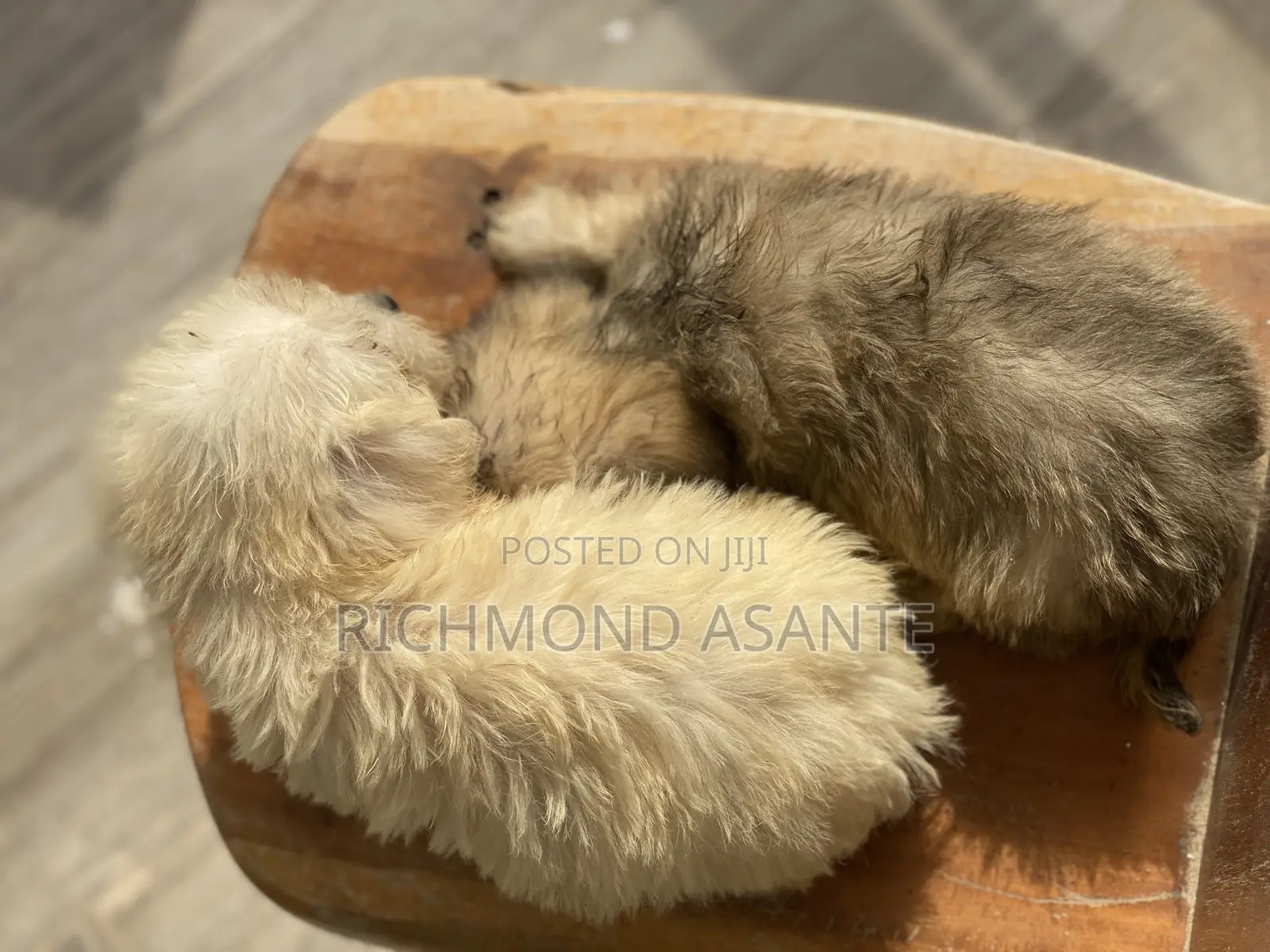 1-3 months Male Purebred Poodle