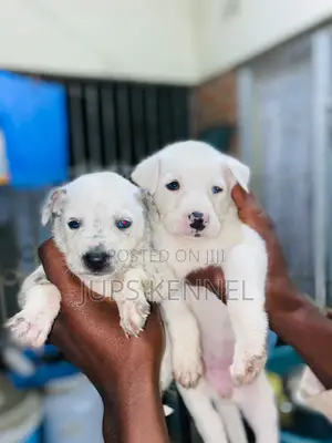 1-3 months Female Purebred Dalmatian