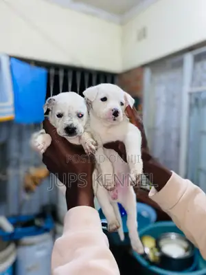 1-3 months Female Purebred Dalmatian