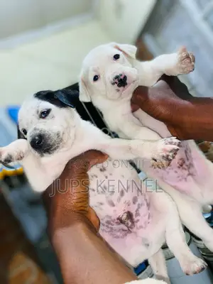 1-3 months Female Purebred Dalmatian