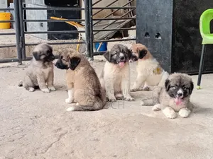 1-3 months Female Purebred Caucasian Shepherd