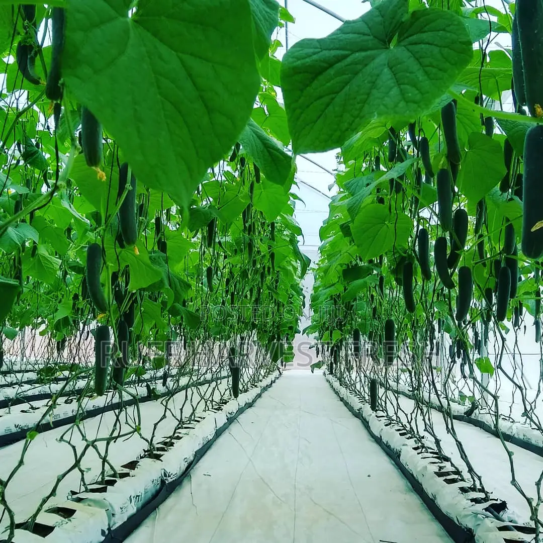 Farm Consultancy (Greenhouse and Open Field)