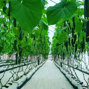 Farm Consultancy (Greenhouse and Open Field)