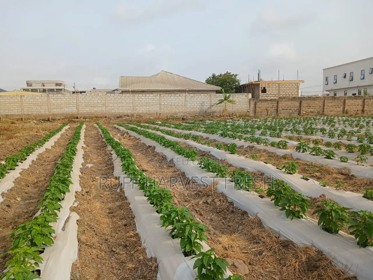 Farm Consultancy (Greenhouse and Open Field)