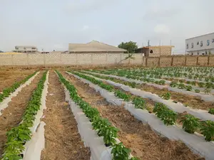 Farm Consultancy (Greenhouse and Open Field)