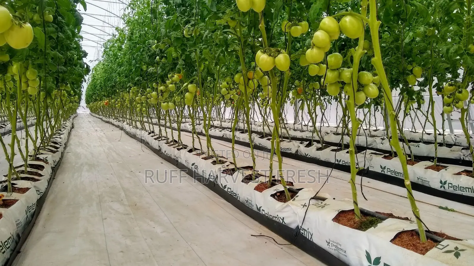 Farm Consultancy (Greenhouse and Open Field)