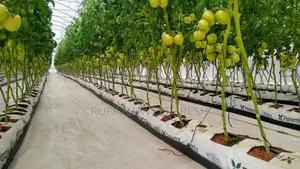 Farm Consultancy (Greenhouse and Open Field)