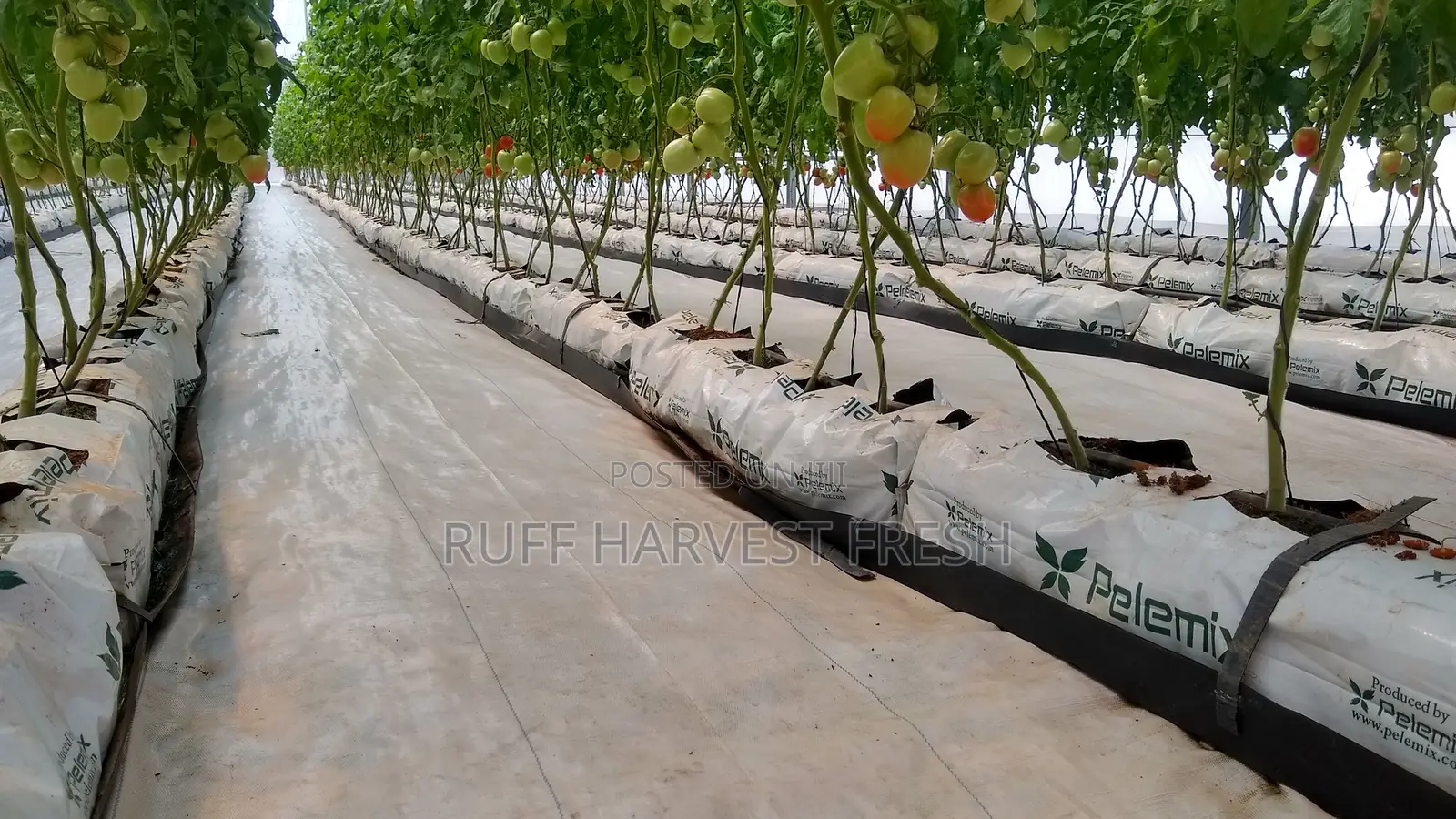 Farm Consultancy (Greenhouse and Open Field)