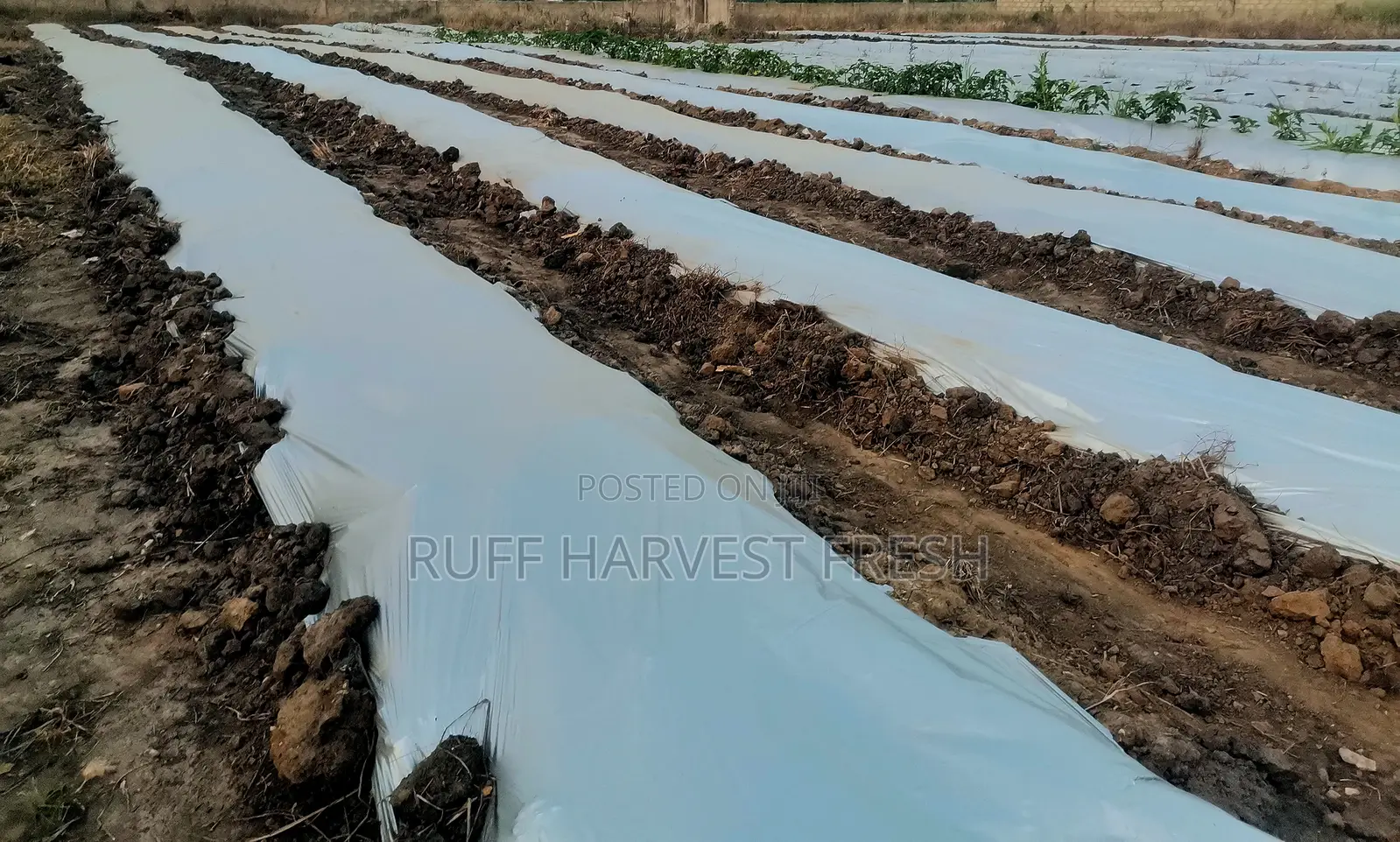 Farm Consultancy (Greenhouse and Open Field)